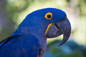 parrot