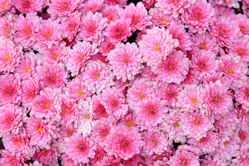 Chrysanthemum in the botanical garden