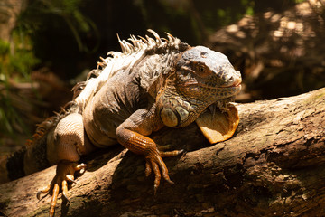 Iguana