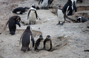Naklejka premium African penguin family: mother with two new born babies chickes. Cape town. South Africa.