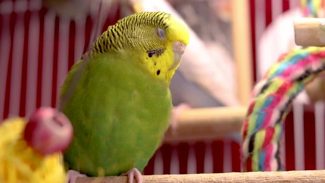 Up close and personal with this gorgeous baby green parakeet. A close up of a cute baby green budgie sleeping on a branch inside the cage