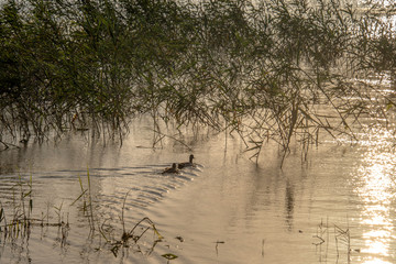 City Park in Rishon Lezion. Israel
