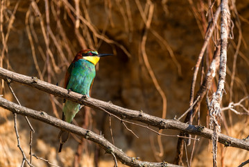 Exotic bird European bee-eater or Merops apiaster