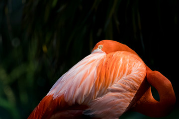 Flamingo