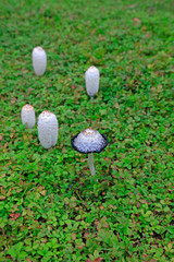 mushrooms in the green lawn