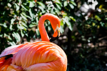 Flamingo