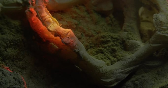 Abstract macro composition. Excavating bones dinosaur in the sand, Skeleton and archaeological find. 4k.