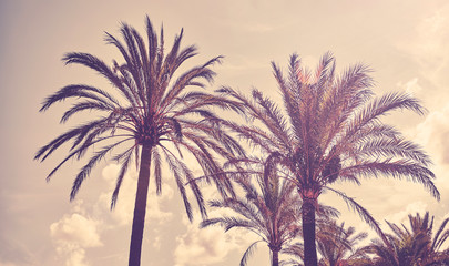 Obraz premium Color toned picture of palm trees at sunset, summer vacation concept.