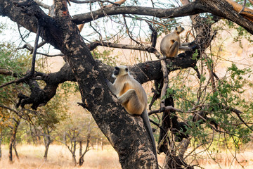 Gray langurs or Hanuman langurs on tree