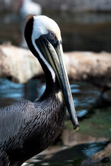 pelican