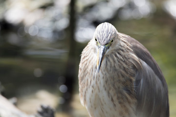 bird