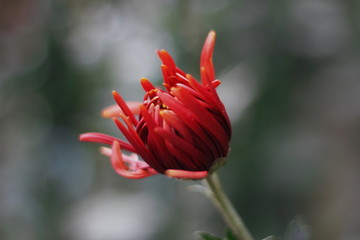 Amazing chrysanthemums of the queen of autumn. When everything dies they come to life.