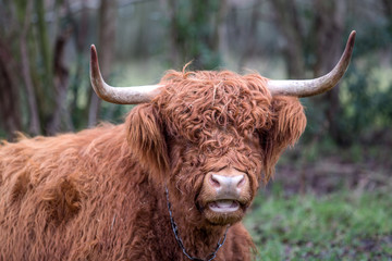 Hairy Scottish Yak in the dutch fields