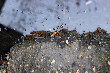 Wet asphalt puddle water pavement sidewalk surface texture