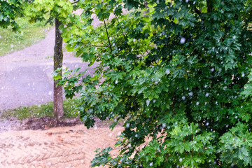 Raindrops on leaves of trees