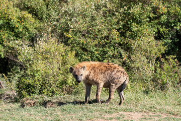 A Hyena near its den inside Masai Mara National Park during a wildlife safari