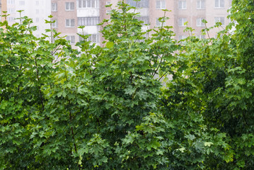 Raindrops on leaves of trees