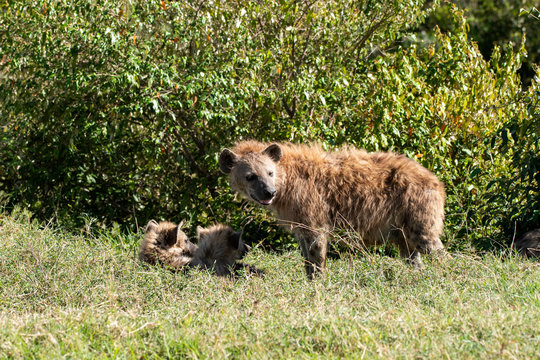 Hyena pups playing with each other near their den inside Masai Mara National Park during a wildlife safari