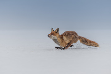 Red fox (Vulpes vulpes) with a bushy tail hunting in the snow in winter in Algonquin Park in Canada