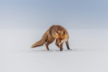 Red fox (Vulpes vulpes) with a bushy tail hunting in the snow in winter in Algonquin Park in Canada