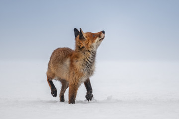 Red fox (Vulpes vulpes) with a bushy tail hunting in the snow in winter in Algonquin Park in Canada