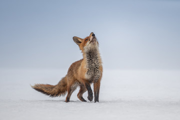 Red fox (Vulpes vulpes) with a bushy tail hunting in the snow in winter in Algonquin Park in Canada