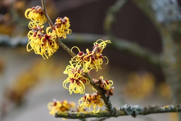 Zaubernuss Hamamelis im Winter