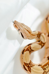 Boa constrictor imperator salmon.  Exotic animals in the human environment. Snake isolated on a white background.