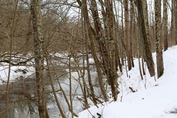 Fototapeta premium A view of the stream though the bare trees in the forest.