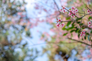 close up sakura flower on branch of tree and little leaf background beautilful north Thailand