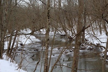 A flowing creek though the trees of the snowy forest.