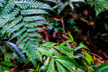 green leaf background in trail chiang mai wallpaper