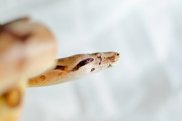 Boa constrictor imperator salmon.  Exotic animals in the human environment. Snake isolated on a white background.
