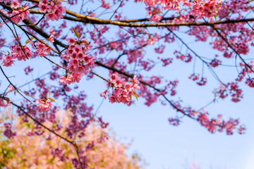 beautilful branch of sakura pink flower in spring time in garden with light in morning