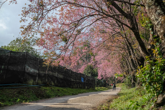 Wonmen traveller take photo in Sakura garden in North Thailand Chiange Mai spring time color full