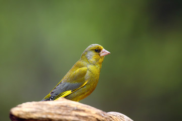 The European greenfinch, or just greenfinch (Chloris chloris),sitting on the branch. Male greenfinch in the forest.