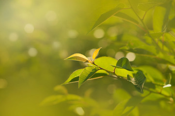 Spring foliage. A branch of cherry with young leaves in the rays of the setting sun.