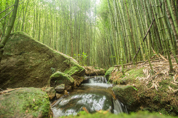 Bamboo Forest in Serra dos Orgaos Park in Petropolis - Rio de Janeiro - Brazil