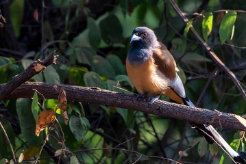 Rufous treepie or Dendrocitta vagabunda perches on branch in India