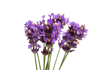 Fototapeta premium lavender isolated