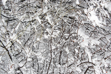 Winter forest, mountain landscape in the wintertime, snow-covered trees. Winter resort Smolyan, Bulgaria, Rhodope Mountains