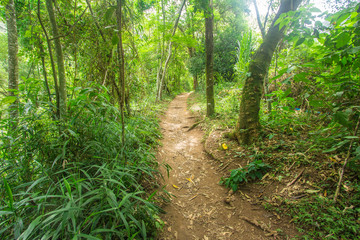 Brazilian Trail in Serra dos Orgaos Park. Petropolis - Rio de Janeiro - Brazil