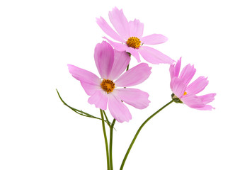 Fototapeta na wymiar Cosmea flowers isolated