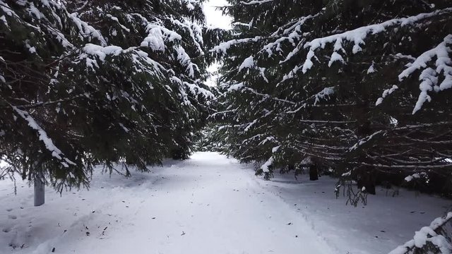 Winter landscape of the museum of I.E. Repin