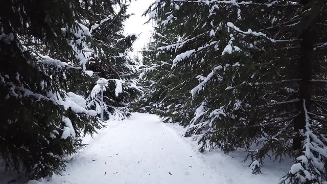 Winter landscape of the museum of I.E. Repin