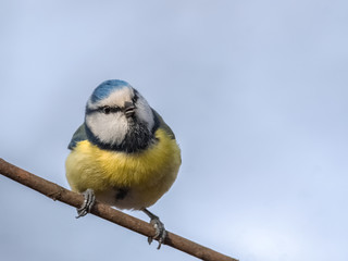 Neugierige Blaumeise