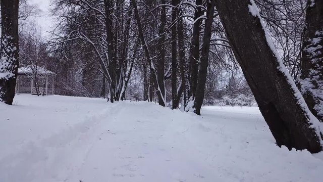 Winter landscape of the museum of I.E. Repin