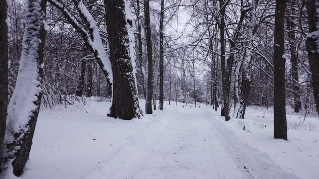 Winter landscape of the museum of I.E. Repin