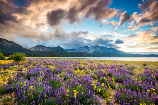 A beautiful sunset explodes over a gorgeous field of wildflowers on the shoreline of Lake Tahoe as seen from Kiva Beach near South Lake Tahoe, California.    