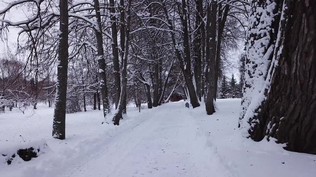 Winter landscape of the museum of I.E. Repin